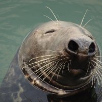 A friendly adult grey seal in Newlyn harbour - October - happily snoozing - this is called 'bottling' when they sleep with their noses to the sky as it resembles an empty bottle floating in the water! Grey Seals (Scientific name: Halichoerus Grypus) can live 30 -40 years and are found coastally all around the UK. 