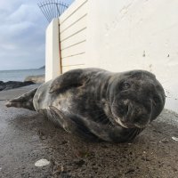 Discovery of a healthy 30kg seal pup on my way to my swim . He was about 4- 5 weeks and fully weaned as he was no longer sporting his fluffy white seal pup coat.  