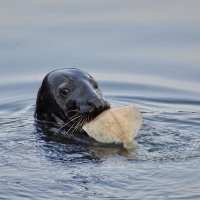 A female grey seal eating supper in Newlyn Harbour - the fisherman tend to throw in their scraps and the local seals have become very accustomed to it! When the fishing boats return in the evening you can be rest assured there will be a seal or two following closely behind  - This one was looking very happy with a whole plaice for her tea! 
