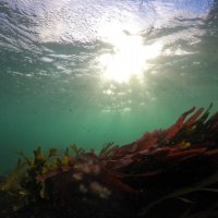 Snorkeling over seaweed at Battery Rocks, Penzance at low tide January 2021. 
