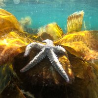A spiny starfish in September resting happily on the kelp in the early morning rays of the sun